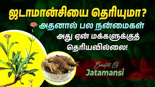 ஜடாமான்சியின் நன்மைகள் மற்றும் பயன்கள்  Health Benefits of Jatamansi  Punarjan Ayurveda Tamil [upl. by Rasla]