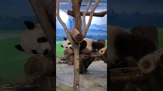 圓寶解鎖了吃點心的新方法 panda yuanbao 可愛 [upl. by Annayk]