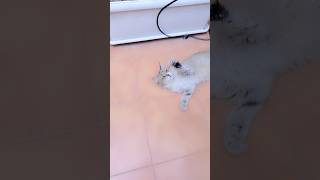 🐈cat kitten viral catlover shortsviral shorts short viralshort cute [upl. by Gambell]