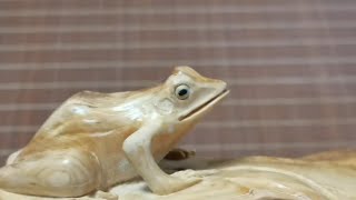 崖柏木雕青蛙荷叶Cliff cypress wood carving frog lotus leaf [upl. by Ssilb993]