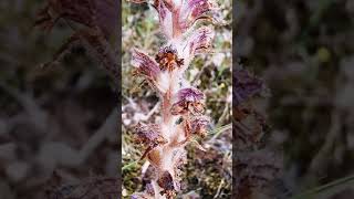 Orobanche pubescens ή Οροβάγχη η χνουδωτή λύκος ρούβαλο μπλε λουλούδι [upl. by Ellehcsor]