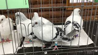 Damascene for sale at Central Jersey Variety Pigeon Club Show [upl. by Lorrimor]