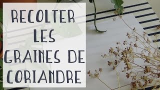 Comment récolter les graines de coriandre  Tuto jardinage [upl. by Mayap]