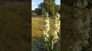 Yucca Palme in der Blüte  Blühende Yucca Palmen  Winterharte Palmlilie  gloriosa shorts [upl. by Brown]