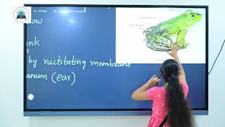 MORPHOLOGY OF FROG🐸🐸ZOOLOGY [upl. by Judus]