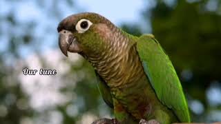 Green Conure Sounds Creates Happy mood [upl. by Shultz]