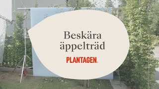 Beskära äppelträd [upl. by Hadrian]