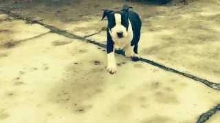 Allevamento Amstaff Milano [upl. by Poland929]