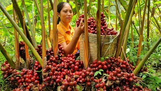 Harvesting Cardamom on the Mountain 2000m High go to the Market sell  Animal care  Tran Thi Huong [upl. by Balf]