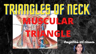 111Triangle of the neck anatomy anterior triangle neck  Muscular triangle anatomylectures [upl. by Kenway]