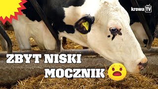 KrowaTV Niski mocznik w mleku  co oznacza i jak podnieść jego poziom [upl. by Ayinat]