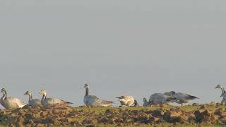 Bar Headed Goose Or Pattakadamb at Veer Dam pune birds birdwatching [upl. by Seroled]