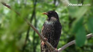 How to Identify Birds The Starling [upl. by Sib771]