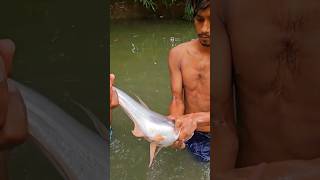 is this Bala shark fish or Speartooth freshwater Shark or Pangas Fish [upl. by Tillion]