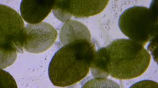 Duckweed macro time lapse [upl. by Norehs]