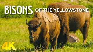 Bisons of Yellowstone National Park  4K Nature Documentary Film  Amazing Animal Life [upl. by Gnauq812]