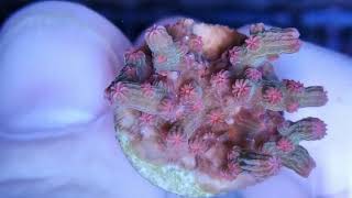 Cyphastrea decadia2 coral gandalf [upl. by Eyram]