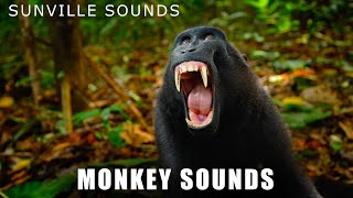 Monkey Sounds  Wilder Sounds Of Nature  Peters World Animal Sounds [upl. by Godding]