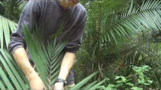 Jungle shelter building the roof [upl. by Seabrooke]