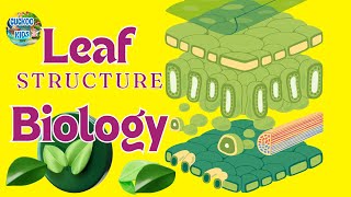 Structure Of The Leaf  Plant  Biology  Cuckoo Kids [upl. by Onailime]