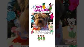 Mele Kalikimaka Cover  melekalikimaka christmas christmassongs singingwithjax holidaysongs [upl. by Tterab730]