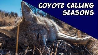 Coyote Calling Seasons [upl. by Crim]