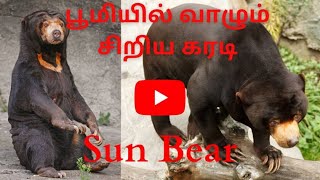 சிறிய கரடி  Sun Bear  Tamil [upl. by Gavini22]