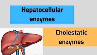 Liver enzymes ALTASTALPGGT5’ nucleotidase [upl. by Adnilem]