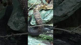 How To Identify Male vs Female Rattlesnakes Without Touching [upl. by Anahgem]