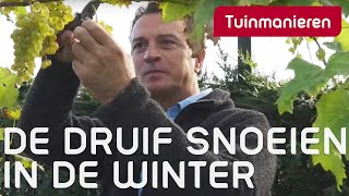 De druif snoeien in de winter hoe doe je dat  Winter  Tuinmanieren [upl. by Cedell986]