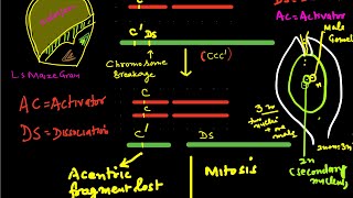 TransposonsTransposable genetic elements [upl. by Tupler]