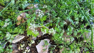 Chervil Possibly The Toughest Annual Herb I Have Grown [upl. by Lareena]