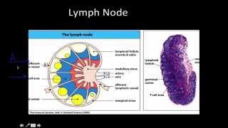 Immunology Primary and Secondary lymphoid Tissue [upl. by Nysila]