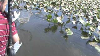 Electroshocking  Electrofishing for Potomac River Snakeheads 4 [upl. by Pet]