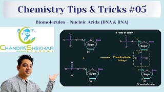 BIOMOLECULES  NUCLEIC ACIDS [upl. by Dichy]