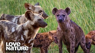 Wild Dogs Clash with Hyenas over Food  Love Nature [upl. by Scotti97]