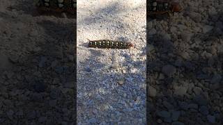 Caterpillar of Bedstraw Hawkmoth shorts insects satisfying nature caterpillar moth insects [upl. by Essam]