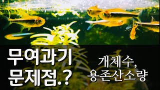 여과기없이 물고기 기르기 3탄  용존산소량 문제와 적정 개체수 [upl. by Dasha]