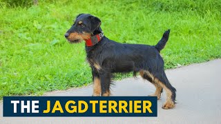 Jagdterrier Your Guide To This Fearless Little Hunter Dog Breed [upl. by Dotty852]