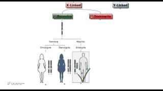 Test Medicina  Malattie X linked ed Y linked [upl. by Leifeste]