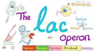 Lac Operon amp Trp operon  Regulator Promotor Operator  A Comprehensive Explanation from A to Z [upl. by Ronnholm]