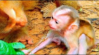 WOW Newborn baby telling mother he wants to drink milk Angkor MK [upl. by Miuqaoj]