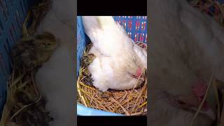 Hatching quail eggs by chicken [upl. by Asyram]