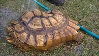 Extracting a Sulcata Tortoise From its Burrow [upl. by Eiramac674]