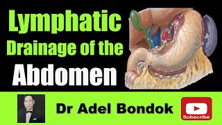 Lymphatic Drainage of the Abdomen Dr Adel Bondok [upl. by Ron]