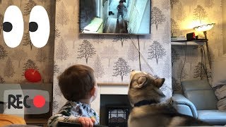 Baby amp Husky Watching Themselves On Television With The Cutest Reaction Ever [upl. by Adams653]