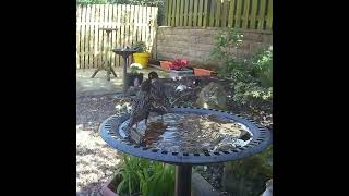 How many different birds do you spot in this garden bird bath video [upl. by Rahel]