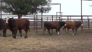 Weaned Bull Calves July 2013 [upl. by Liris43]