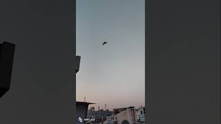 Bhag kar aaya he 😳🕊️  pigeonbaherikabutarbaazi officialpigeon78 vlogkbootar highflyershorts [upl. by Vogel]