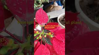 Poinsettia colours full plant poinsettias poinsettia christmasplantshorts viralshorts [upl. by Auos827]